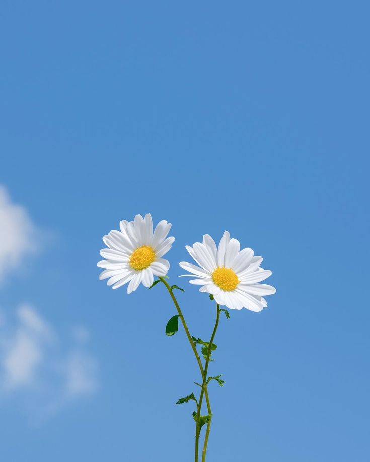 Spirituality Gives Purpose and Connection